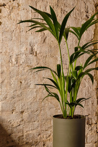 Howea Forsteriana