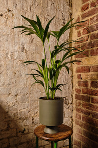 Howea Forsteriana