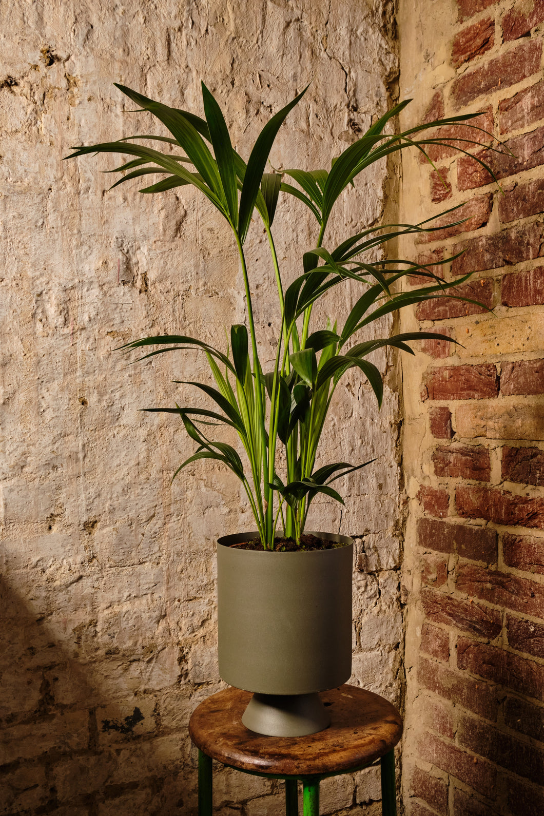 Howea Forsteriana