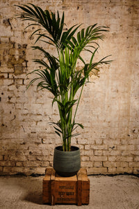 Howea Forsteriana (Local Delivery or Click & Collect Only)
