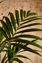 Load image into Gallery viewer, Howea Forsteriana (Local Delivery or Click &amp; Collect Only)
