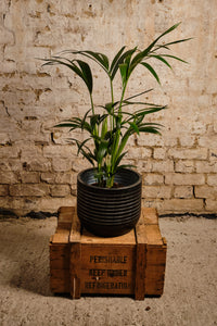 Howea Forsteriana