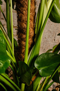 Monstera Deliciosa (Local Delivery or Click & Collect Only)