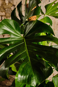 Monstera Deliciosa (Local Delivery or Click & Collect Only)