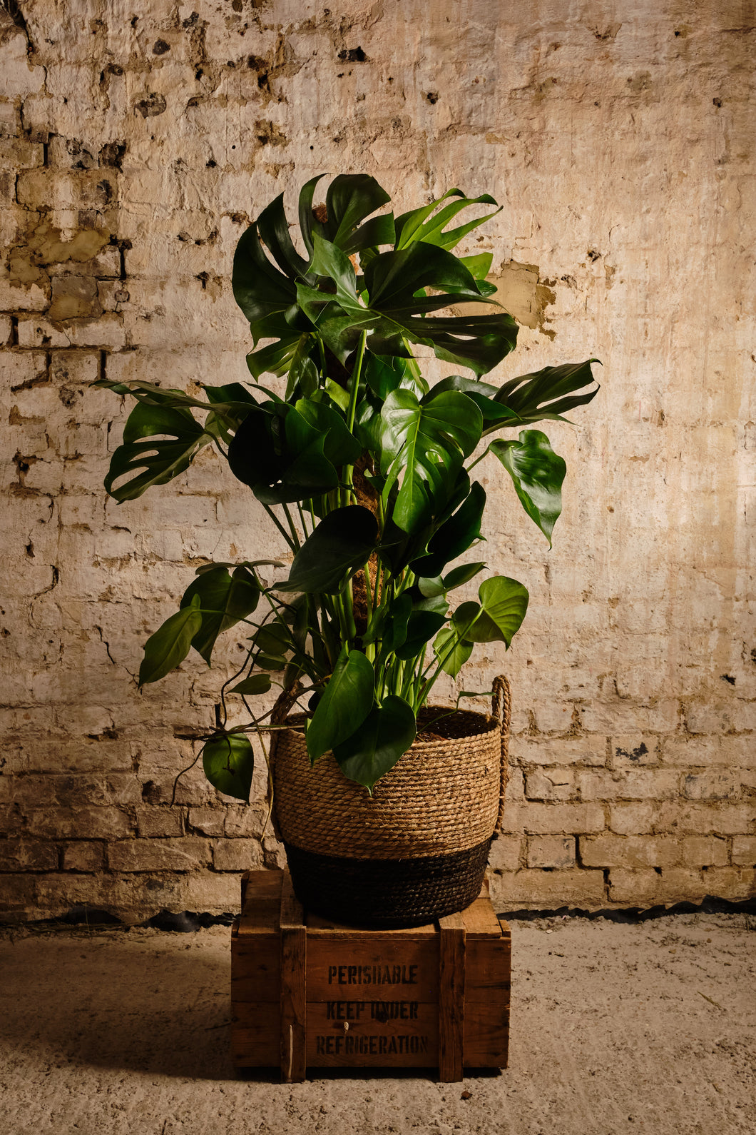 Monstera Deliciosa (Local Delivery or Click & Collect Only)