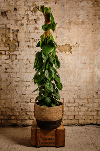 Philodendron Scandens (Local Delivery or Click & Collect Only)