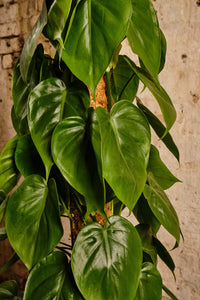Philodendron Scandens (Local Delivery or Click & Collect Only)