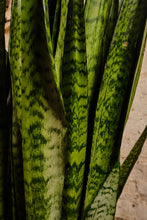 Load image into Gallery viewer, Sansevieria Trifasciata (Local Delivery or Click &amp; Collect Only)
