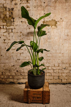 Load image into Gallery viewer, Strelitzia Nicolai (Local Delivery or Click &amp; Collect Only)
