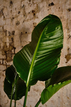 Load image into Gallery viewer, Strelitzia Nicolai (Local Delivery or Click &amp; Collect Only)
