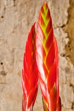 Load image into Gallery viewer, Vriesea Era
