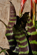 Load image into Gallery viewer, Vriesea Era
