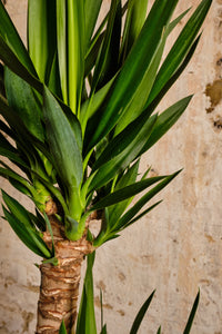 Yucca Elephantipes (Local Delivery or Click & Collect Only)